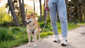 Why Walking Your Dog is Crucial for Both of You